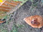2 jonge bruine kippen