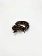 0.1 GHI yb 66% het clown - Python regius, Dieren en Toebehoren, Reptielen en Amfibieën