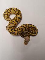 Ball python Ghi super pastel yellowbelly het clown 0.1, Animaux & Accessoires, Reptiles & Amphibiens