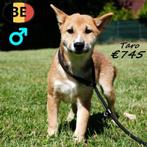 Shiba Inu ; Taro, Amaya, Kawaii & Miyu - Belgische pups, Dieren en Toebehoren, Honden | Poolhonden, Keeshonden en Oertypen, België