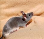 Super tamme showmuis mannen, Dieren en Toebehoren, Knaagdieren, April, Muis, Mannelijk, Tam