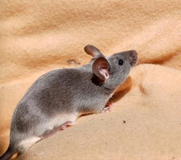Super tamme showmuis mannen beschikbaar voor biedingen
