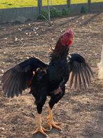 Hint shamo, Mâle, Poule ou poulet