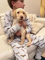 Prachtige labrador pups, Parvovirose, 8 à 15 semaines, Labrador retriever, Plusieurs