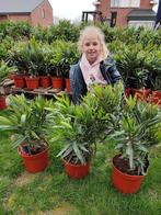 Oleander Nerium oleander te koop, Jardin & Terrasse, Plantes | Jardin, Plein soleil, Printemps, Enlèvement, Autres espèces