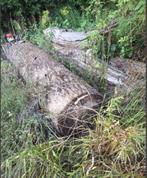 boom populier, Tuin en Terras, Brandhout, 3 tot 6 m³, Ophalen, Overige houtsoorten, Stammen