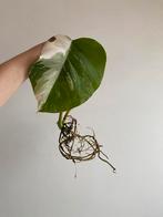 Monstera Deliciosa Albo Variegata #5, Ophalen of Verzenden