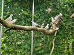 Grasparkieten en diamantduiven, Dieren en Toebehoren, Vogels | Overige Vogels