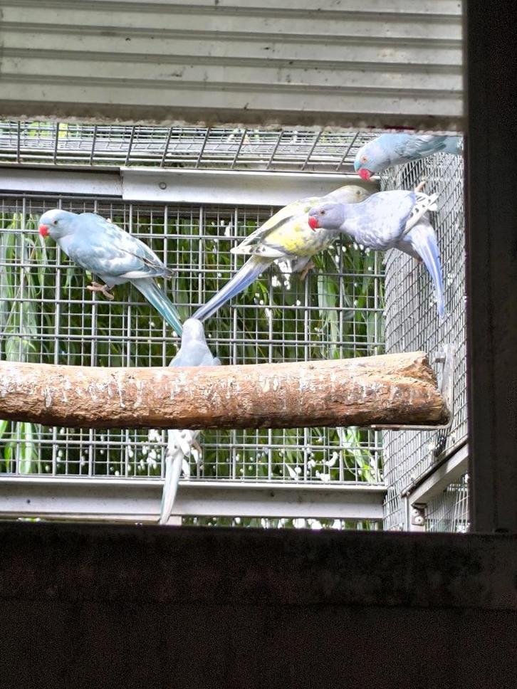 Halsbandsparkieten te koop, Dieren en Toebehoren, Vogels | Parkieten en Papegaaien, Parkiet, Meerdere dieren, Geringd