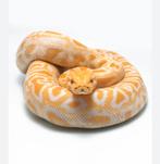 Python molure albinos juvénile 2024, Dieren en Toebehoren, Reptielen en Amfibieën