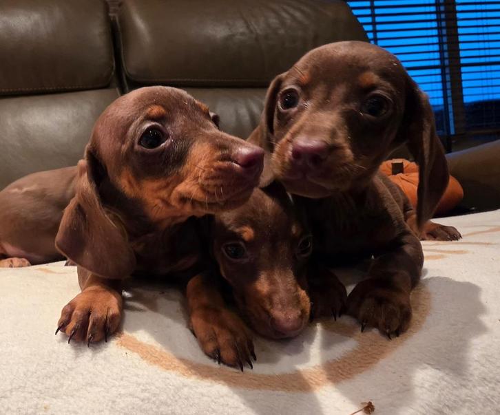 Lieve teckel pups te koop, Dieren en Toebehoren, Honden | Teckels en Dashonden, Meerdere dieren, Korthaar, Dwerg, Fokker | Hobbymatig