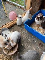 Jonge dwergkonijntjes, Dieren en Toebehoren, Konijnen, Meerdere dieren, Klein, 0 tot 2 jaar