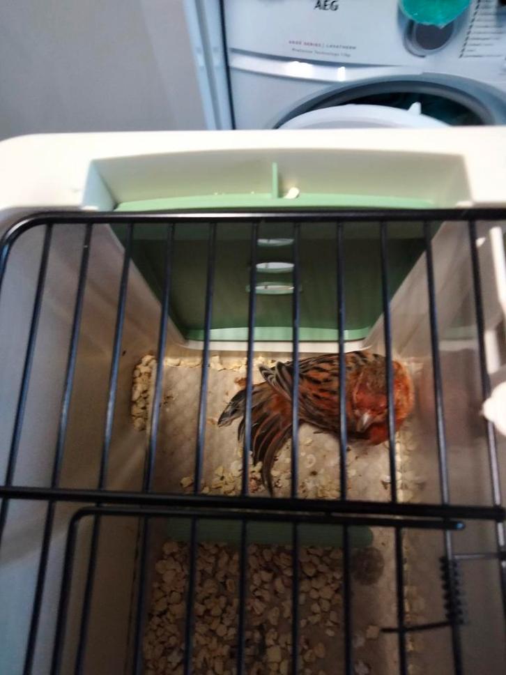 3 jonge agaat rode kleurkanaries zoeken een 2 de thuis, Dieren en Toebehoren, Vogels | Kanaries, Kleurkanarie, Meerdere dieren