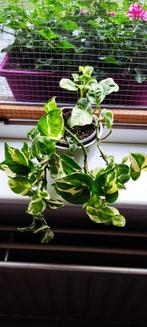 Epipremnum N' Joy, Groene kamerplant, Ophalen, Overige soorten, Minder dan 100 cm