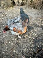 Haantje, Dieren en Toebehoren, Pluimvee