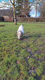 Brahma hen wit-blauw, Animaux & Accessoires, Volatiles