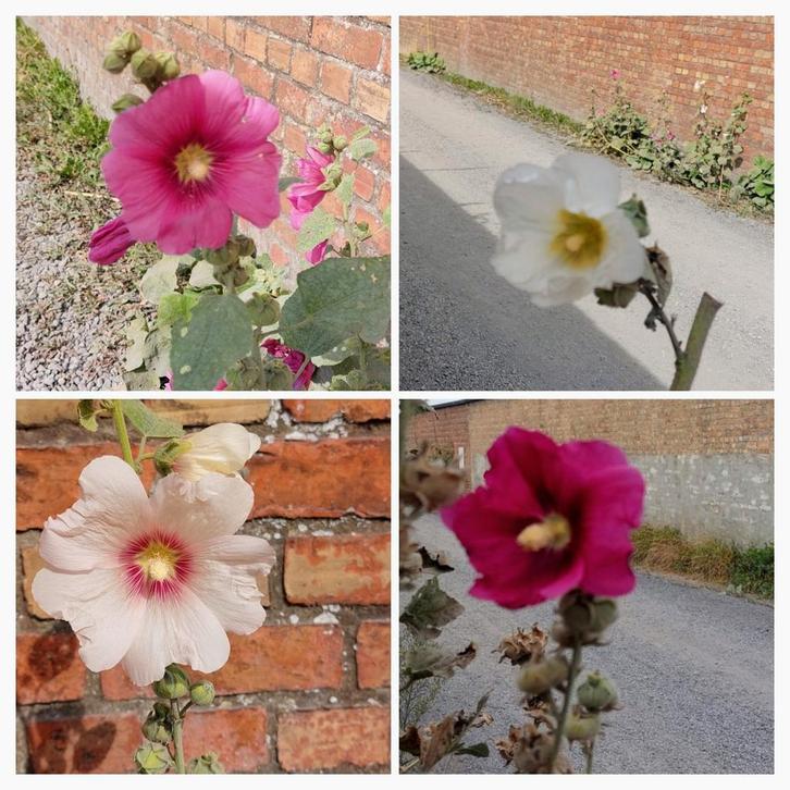 Stokrozen, Tuin en Terras, Planten | Tuinplanten, Ophalen