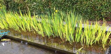 Gele lis (water)planten beschikbaar voor biedingen