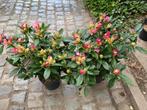 Rhododendrons, Ophalen of Verzenden, Eenjarig