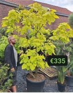Prachtige meerstam catalpa bignoides 'aureum', Ophalen of Verzenden