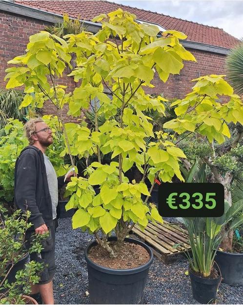 Prachtige meerstam catalpa bignoides 'aureum', Tuin en Terras, Planten | Bomen, Ophalen of Verzenden