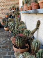 Cactussen, Tuin en Terras, Planten | Tuinplanten, Ophalen