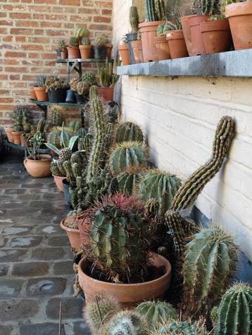 Cactussen beschikbaar voor biedingen