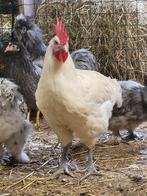 Piscine de Bresse, Animaux & Accessoires, Poule ou poulet, Plusieurs animaux