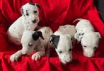 Dalmatien PUPS De allermooiste gezinshond, Dieren en Toebehoren, Honden | Chihuahua's en Gezelschapshonden, CDV (hondenziekte)