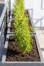 Bambou Fragesia Rufa non tracant., Tuin en Terras, Planten | Struiken en Hagen, Ophalen of Verzenden, Bamboe, Haag, Minder dan 100 cm