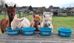 4 halstermakke alpaca's ( ruinen), Dieren en Toebehoren, Februari, Mannelijk