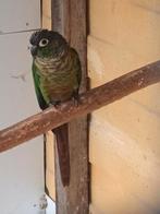 Pyrrhura, Dieren en Toebehoren, Geringd