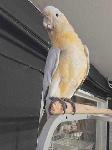 Tamme hybride kakatoes kakatoe mannen met dna en getest op  beschikbaar voor biedingen