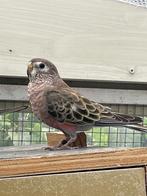 Bourkes, Dieren en Toebehoren, Vogels | Parkieten en Papegaaien, Geslacht onbekend, Parkiet, Geringd