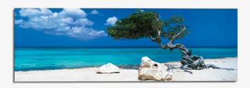 Aruba divi divi tree canvas, 140 x 56, in goede staat. beschikbaar voor biedingen