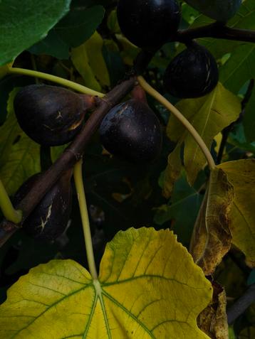 Sappige bio vijgen beschikbaar voor biedingen