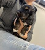 Cockapoo pups (Engelse cocker x Dwergpoedel), Dieren en Toebehoren, Poedel, België, CDV (hondenziekte), 8 tot 15 weken