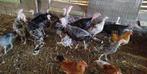 Ronquiere kalkoenen, Dieren en Toebehoren, Meerdere dieren