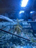 Terrarium schildpad incl. Filter, eiland etc, Ophalen, Zo goed als nieuw