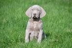 Weimaraner pups te koop - Ouders aanwezig, Dieren en Toebehoren, België, Overige rassen, CDV (hondenziekte), 8 tot 15 weken