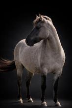 Konik paard merrie, Animaux & Accessoires, Poneys, Débourré