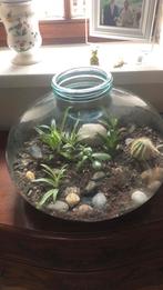 Plante avec du verre, Maison & Meubles, Plantes d'intérieur, Cactus