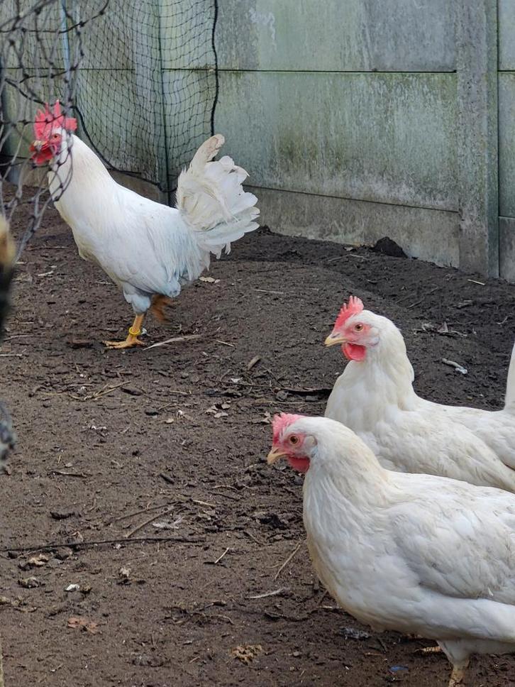 Broedeieren van raszuivere witte leghorn, Animaux & Accessoires, Volatiles, Poule ou poulet