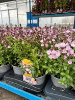 Salvia microphylla ‘Mirage Soft Pink’ P17, Tuin en Terras, Ophalen, Zomer, Vaste plant, Volle zon