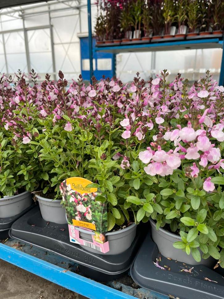 Salvia microphylla ‘Mirage Soft Pink’ P17, Tuin en Terras, Planten | Tuinplanten, Vaste plant, Volle zon, Zomer, Ophalen