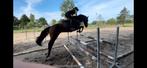 Top 3 jarige springpaard Zangersheide, Dieren en Toebehoren, Paarden, Hengst, L, Springpaard