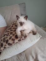 brits korthaar point katerje, Kater, Gechipt, 0 tot 2 jaar