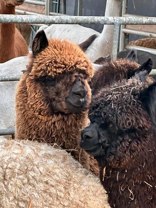 Alpaca hengst 2024, Dieren en Toebehoren, Overige Dieren, Mannelijk