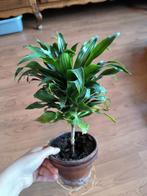 Dracaena plant te koop, Huis en Inrichting, Kamerplanten, Overige soorten, Minder dan 100 cm, Halfschaduw, Ophalen