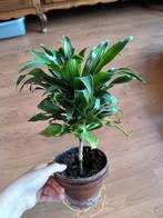 Dracaena plant te koop, Ombre partielle, Plante verte, Enlèvement, Moins de 100 cm